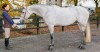 Ebab RK Images
